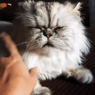 Гифка Персидская кошка Гифка Персидская кошка
