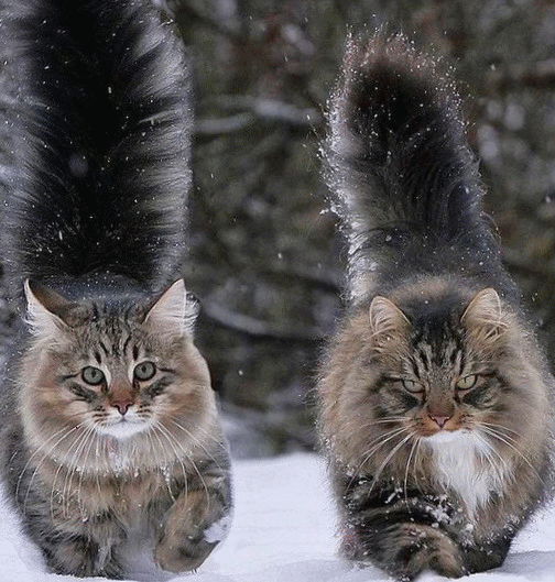 Гифка Норвежская лесная кошка Гифка Норвежская лесная кошка