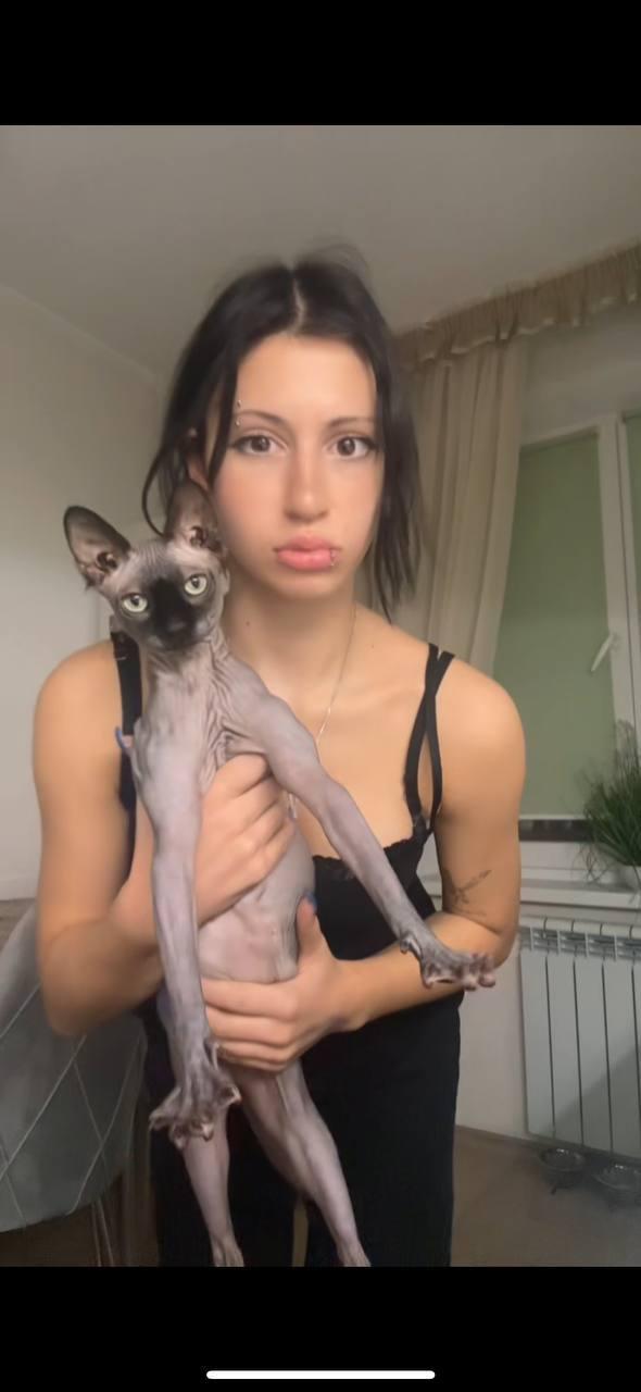 Смешная фотография liubliuerena с мускулистым котом сфинксом. Смешная фотография liubliuerena с мускулистым котом сфинксом.