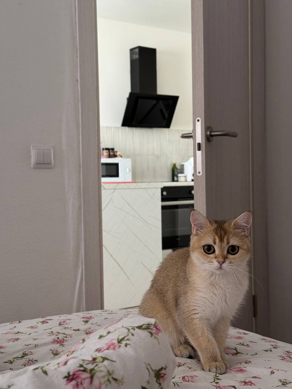 Её любимая Кошка Бусинка. Её любимая Кошка Бусинка.