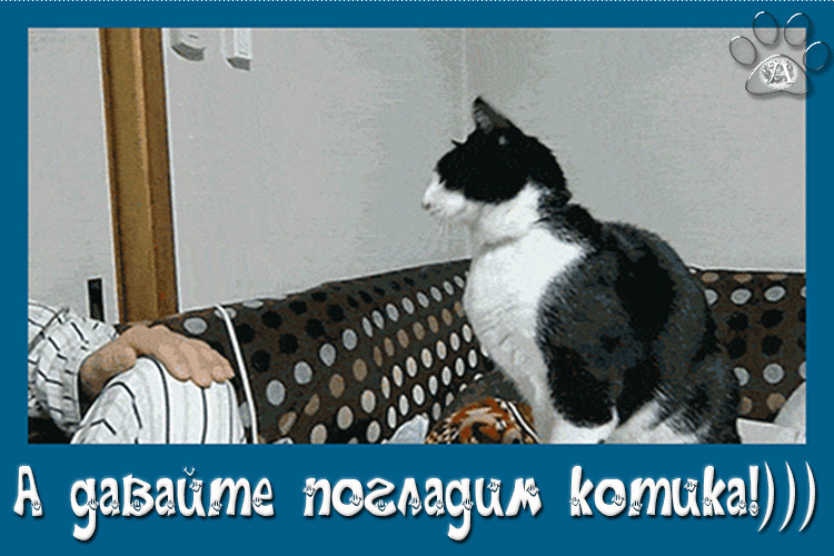 Гифки с котиками смешные Гифки с котиками смешные