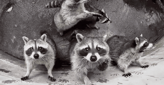 Гифка енот выпрашивает еду.