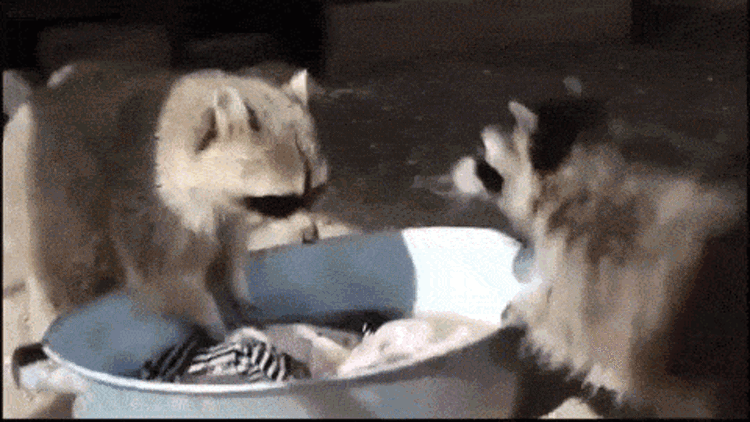 Смешная гифка еноты борется за право пополоскать бельё.