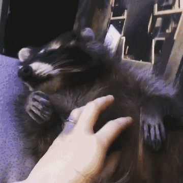 Гифка еноту чешут пузо.