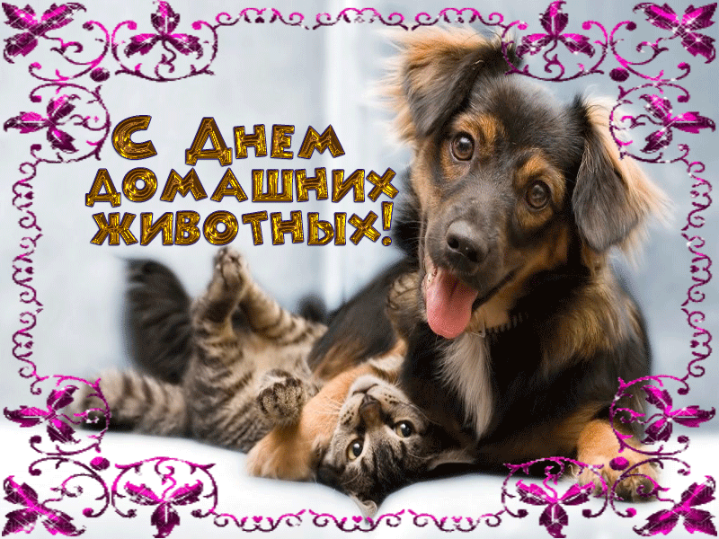Гифка всемирный день домашних животных Гифка всемирный день домашних животных