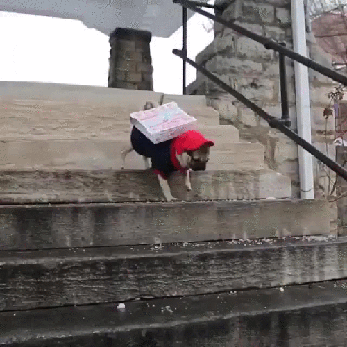 Смешные гифки с животными Смешные гифки с животными