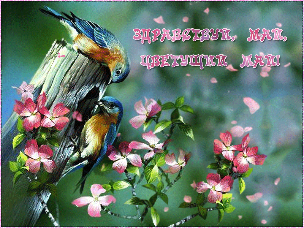 Гифка здравствуй, май, цветущий май