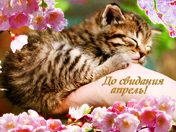 Гифка до свидания Апрель с котёнком. Гифка до свидания Апрель с котёнком.