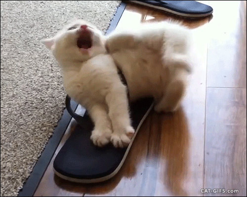 Суровый тапок (гифка) Суровый тапок (гифка)