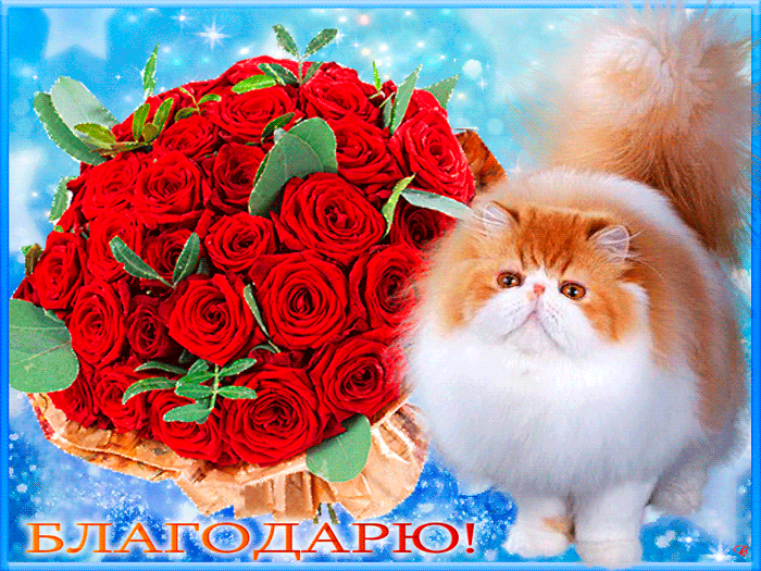Гифка благодарю кот и розы