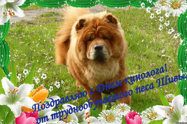 Блестящая летняя Анимация поздравляю с днём кинолога. Блестящая летняя Анимация поздравляю с днём кинолога.