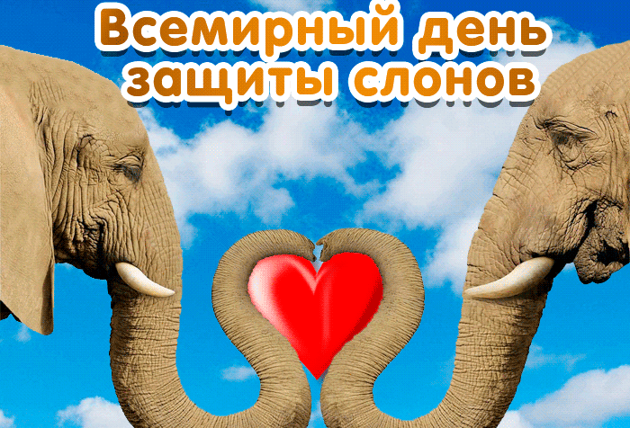 Красивая гифка с всемирным днём защиты слонов Красивая гифка с всемирным днём защиты слонов