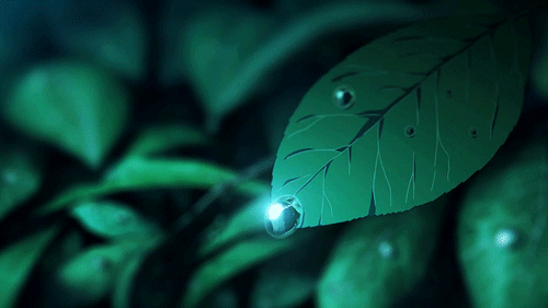 Гифка капля дождя на листе