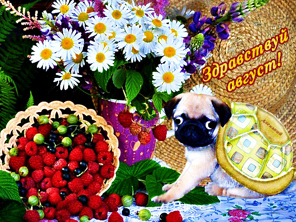 Ромашковая gif открытка здравствуй август.