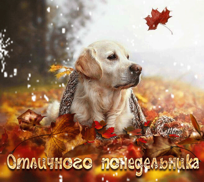 Гифка отличного осеннего понедельника Гифка отличного осеннего понедельника