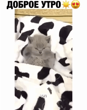 Гифка Кот Ди Канио Гифка Кот Ди Канио