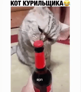 Гифка Кот VS пивная бутылка Гифка Кот VS пивная бутылка