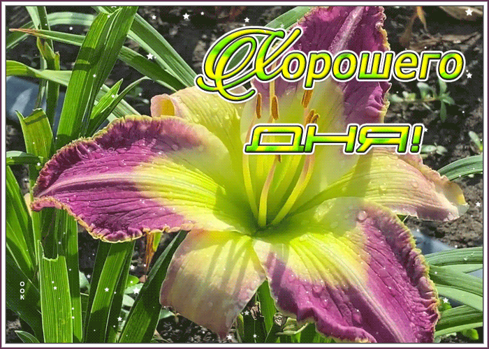 Приятная открытка хорошего дня, мерцающая с цветами. Картинки с пожеланиями хорошего дня Приятная открытка хорошего дня, мерцающая с цветами. Картинки с пожеланиями хорошего дня