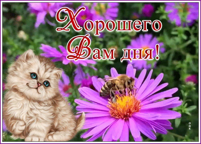 Картинка желаю хорошего и удачного дня с цветами и кошкой! Картинка желаю хорошего и удачного дня с цветами и кошкой!