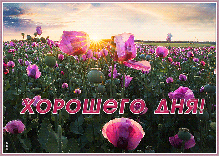 Прекрасная Весенняя картинка с пожеланием хорошего дня и полем цветов! Прекрасная Весенняя картинка с пожеланием хорошего дня и полем цветов!