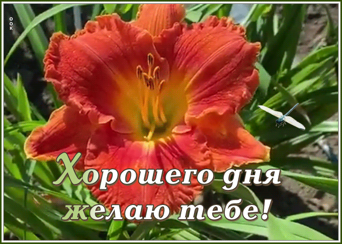 Трогательная картинка желаю хорошего дня тебе! Трогательная картинка желаю хорошего дня тебе!