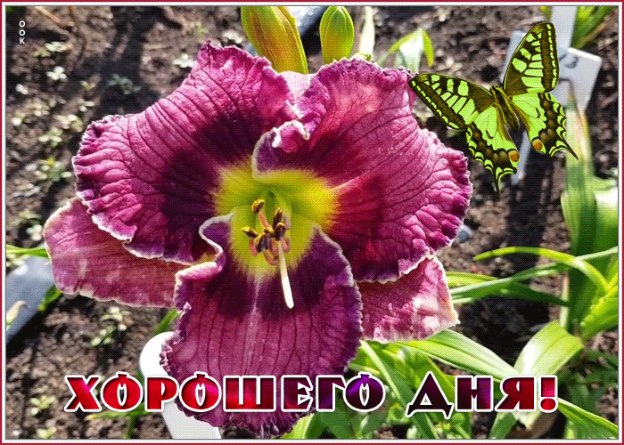 Дивная открытка желаю вам хорошего дня Дивная открытка желаю вам хорошего дня