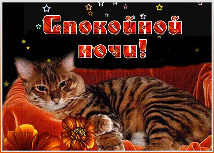 Картинка спокойной ночи с котиком