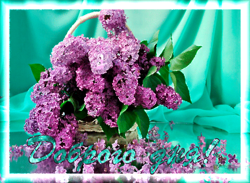 Красивая гиф картинка с пожеланием доброго весеннего дня с сиренью Красивая гиф картинка с пожеланием доброго весеннего дня с сиренью