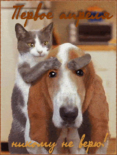 Анимационная открытка первое апреля никому не верю! С котом и собакой. Анимационная открытка первое апреля никому не верю! С котом и собакой.