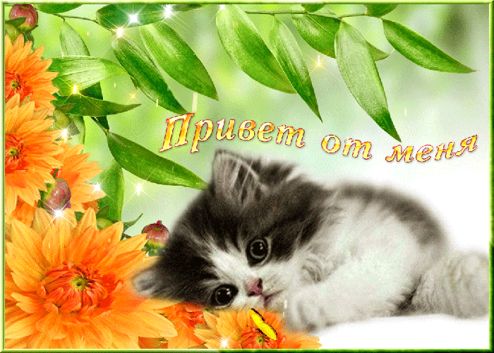 Анимация пушистый приветик моим друзьям Анимация пушистый приветик моим друзьям