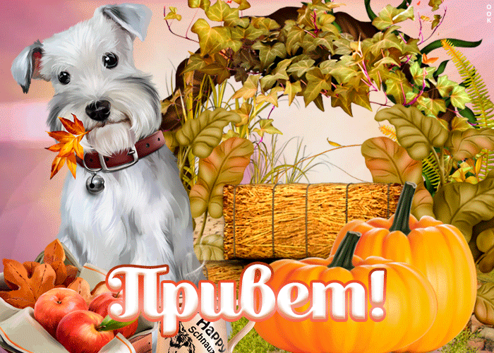 Осенняя картинка привет Осенняя картинка привет