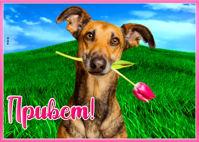 Картинка привет и хорошего денька Картинка привет и хорошего денька