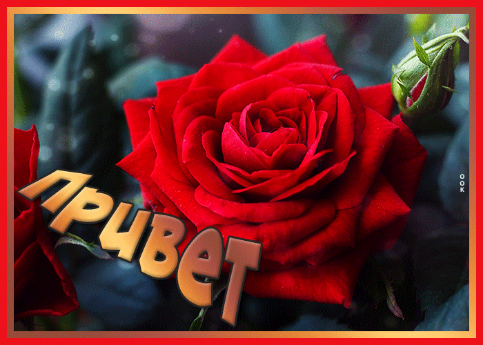 Душевная картинка привет с розой Душевная картинка привет с розой