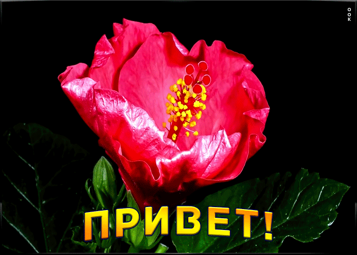 Красивая анимация с приветом Красивая анимация с приветом