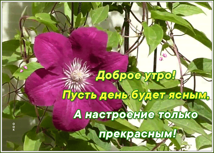 Анимированная открытка с добрым утром и хорошего настроения Анимированная открытка с добрым утром и хорошего настроения