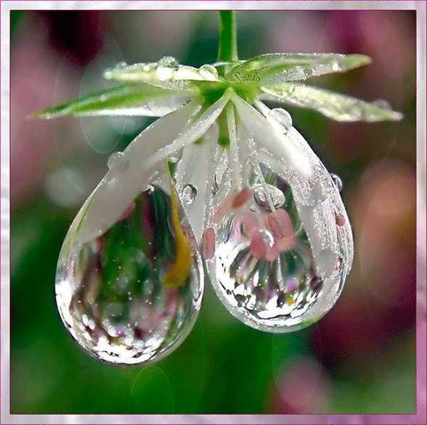 Анимированная картинка с пожеланием нежного летнего утра Анимированная картинка с пожеланием нежного летнего утра