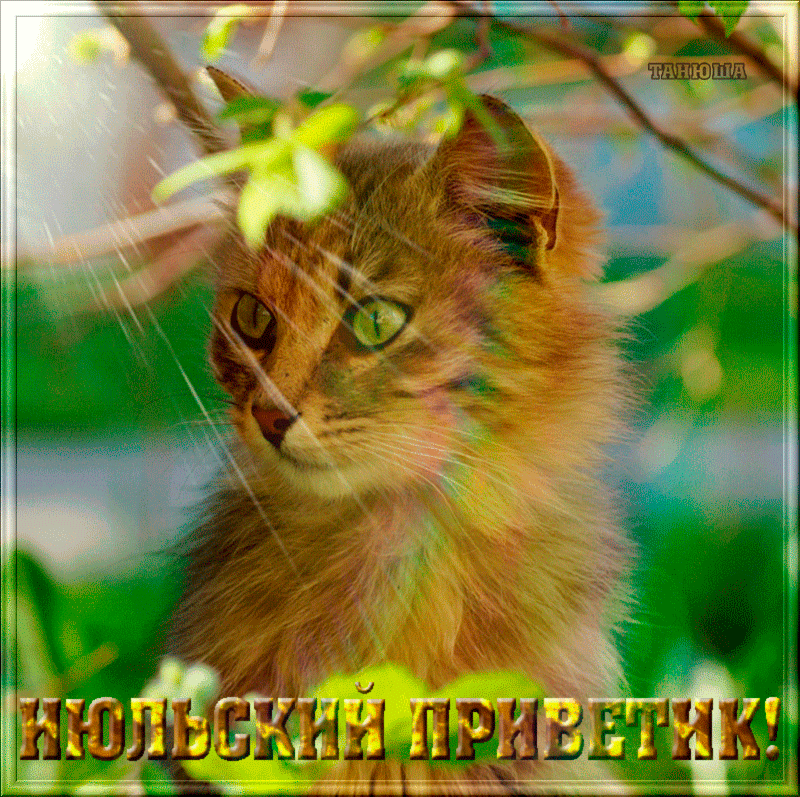 Прикольная гифка Июльский приветик! Прикольная гифка Июльский приветик!