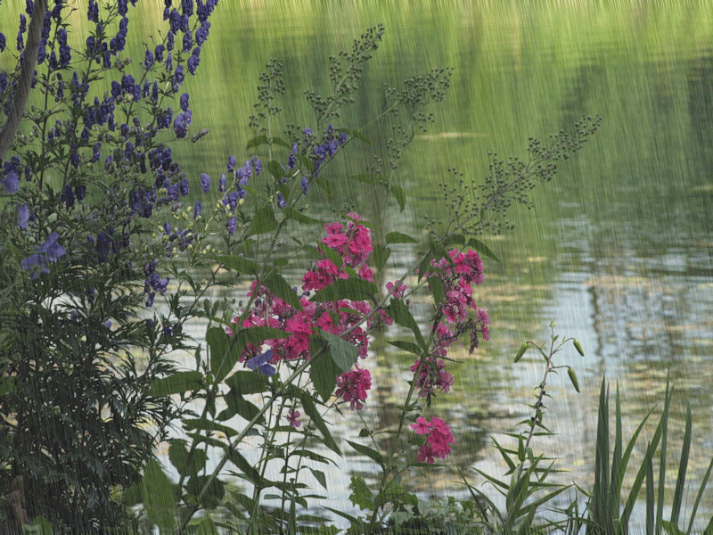 Плэйкаст "Летний дождь".