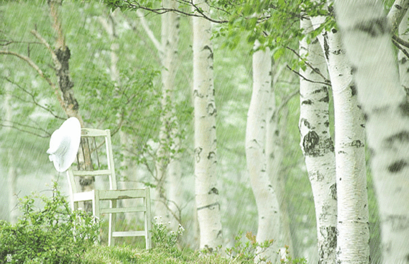 Анимация Березовая роща летом под проливным дождём