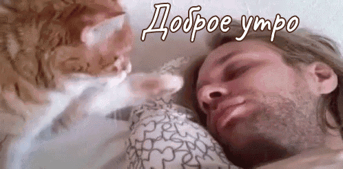 Смешная гифка кошка будит хозяина!