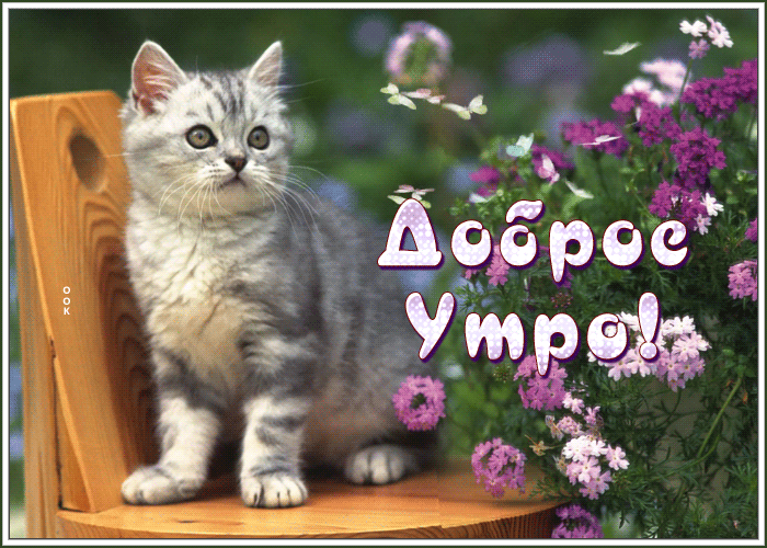 Цветущая гиф открытка доброе утро