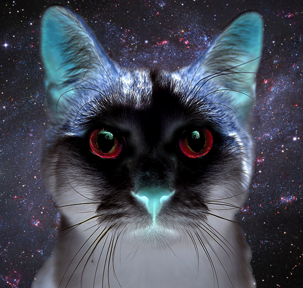 Гифка Космический кот, Космос в глазах кота, Кот с эффектами, Кошка с космическими глазами Гифка Космический кот, Космос в глазах кота, Кот с эффектами, Кошка с космическими глазами