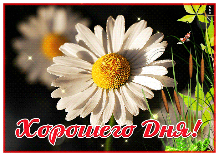 Красивая летняя гиф картинка с ромашками и пожеланием хорошего дня!