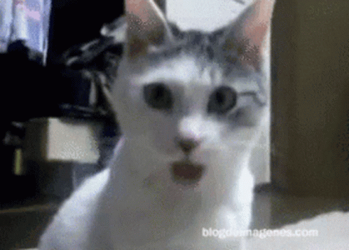 Discord GIF с котом