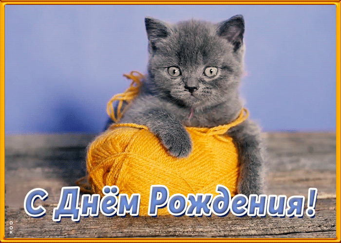 Открытка с днем рождения подруге с котиком Открытка с днем рождения подруге с котиком