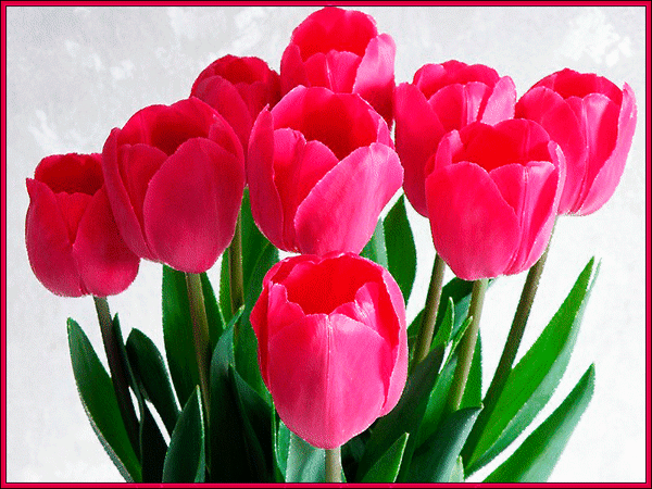 Gif картинка с букетом красных тюльпанов