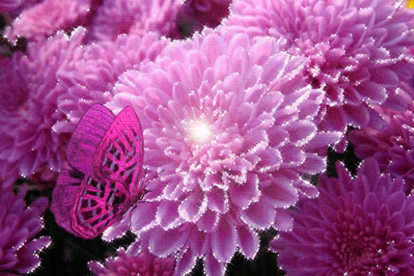 Очень красивая гифка с бабочкой сидящей на хризантемах