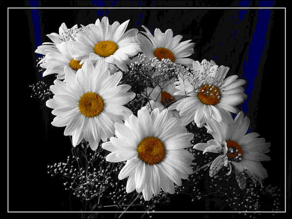 Гиф картинка с букетом летних ромашек!