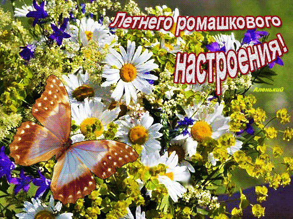 Красивая анимационная открытка с пожеланием летнего ромашкового настроения!