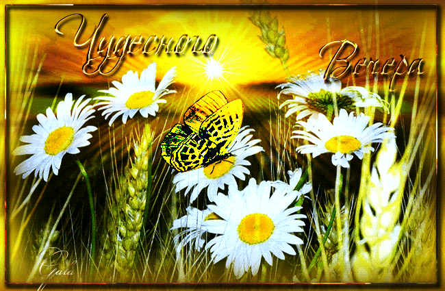 Открытка чудесного летнего вечера. Доброго летнего дня и хорошего вечера гиф картинка